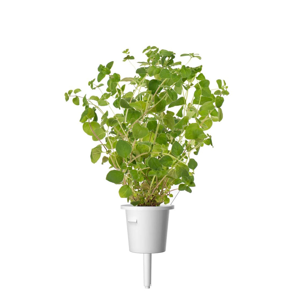 Plant Pods, 3-Pack