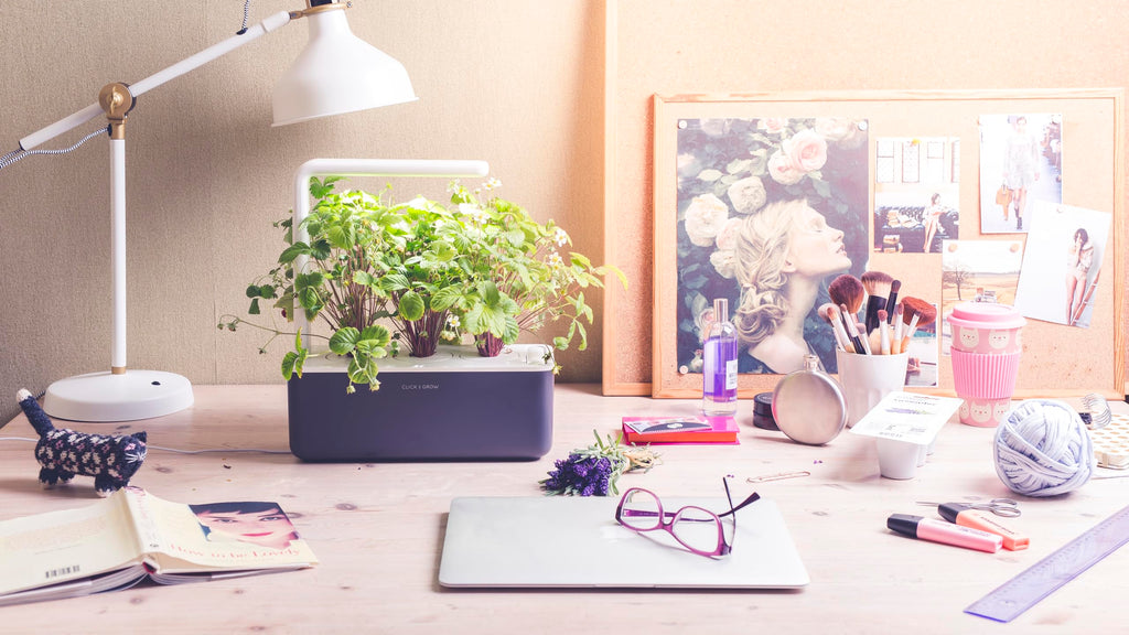 Indoor Herb Garden Kit